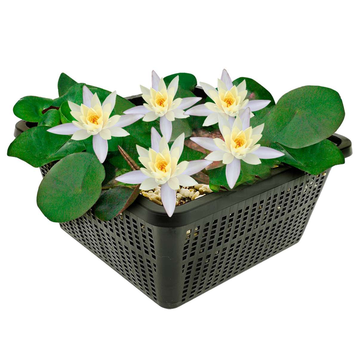 Witte Dwergwaterlelie