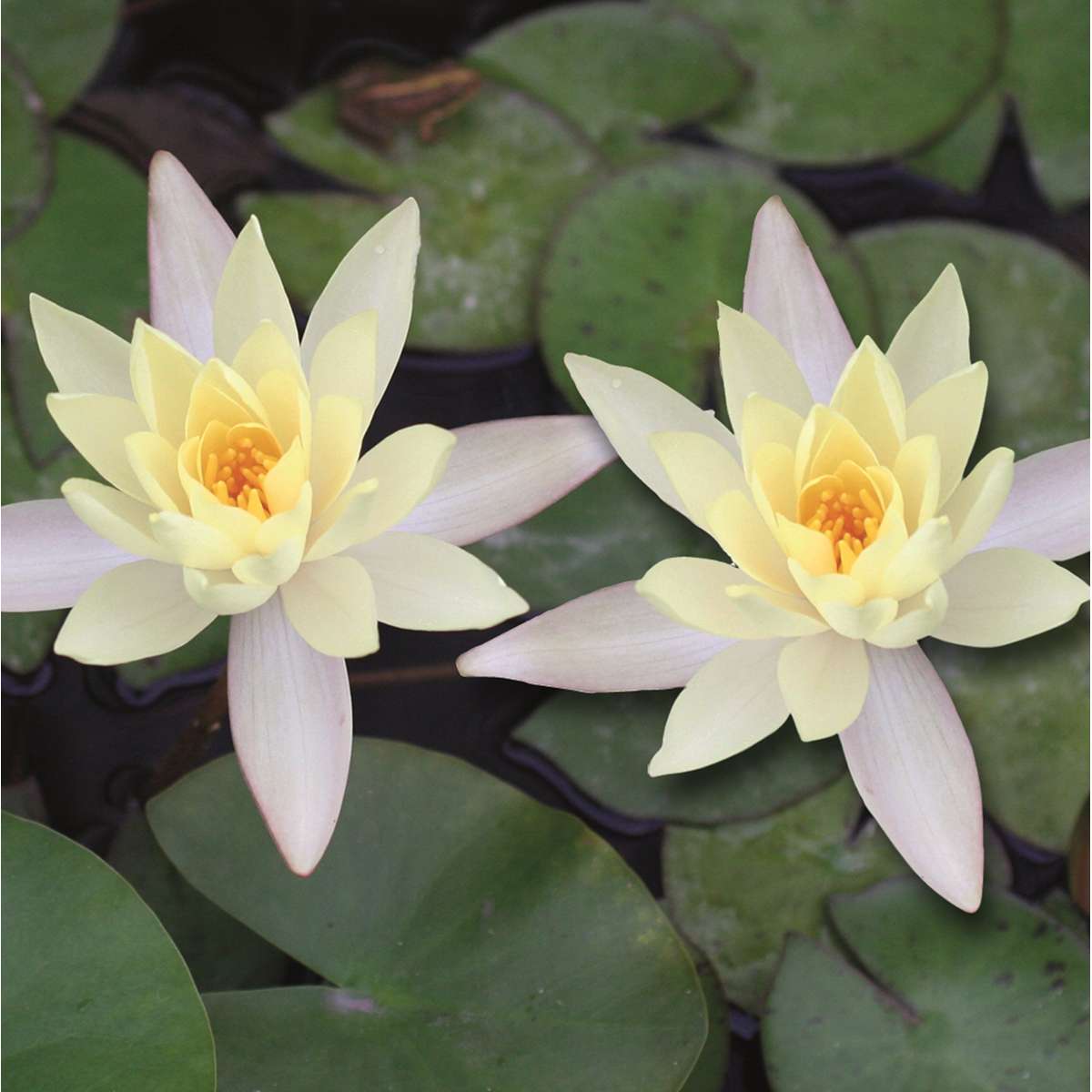 Witte Dwergwaterlelie