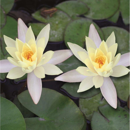 Witte Dwergwaterlelie