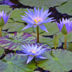 Nymphaea Blue Queen