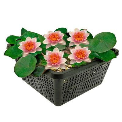 Oranje Dwergwaterlelie