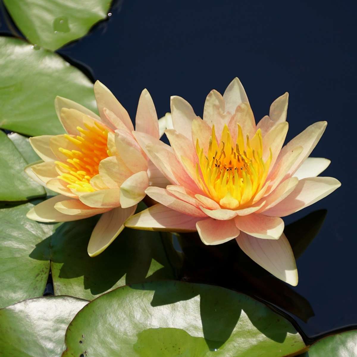 Oranje Dwergwaterlelie