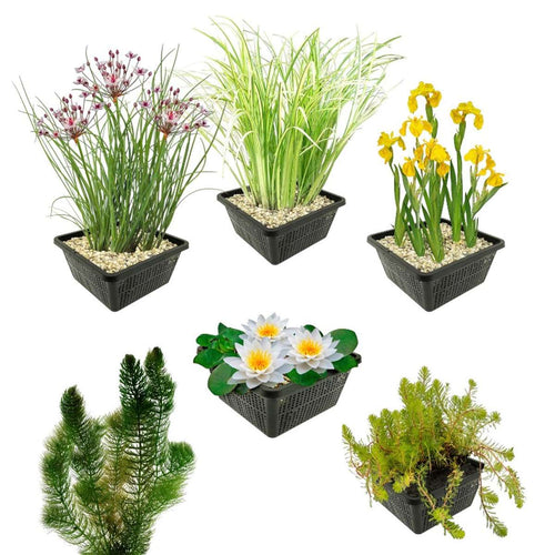 Inheems Waterplanten Pakket 100-400L