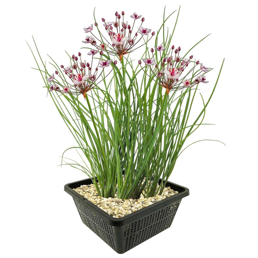 Zwanenbloem