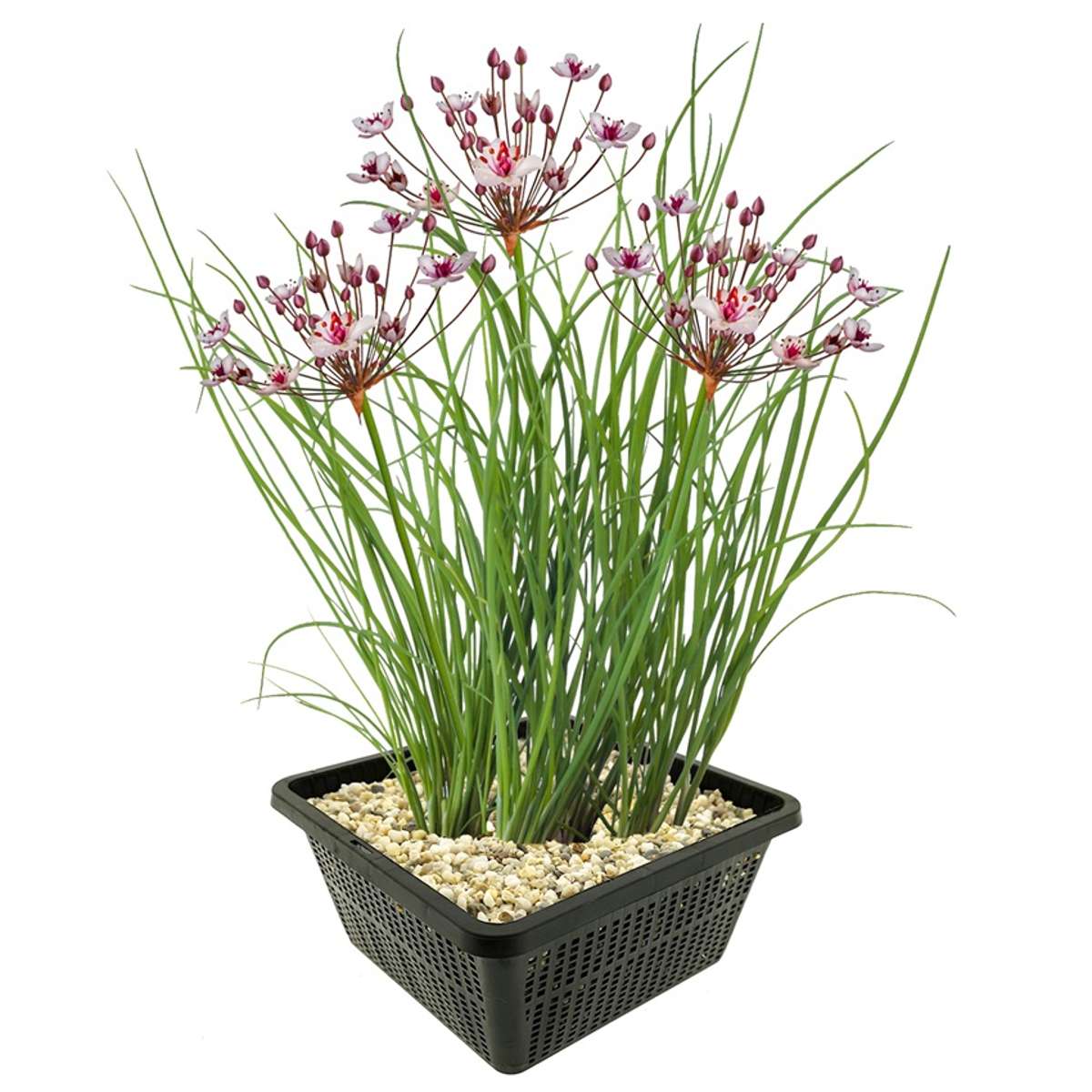 Zwanenbloem