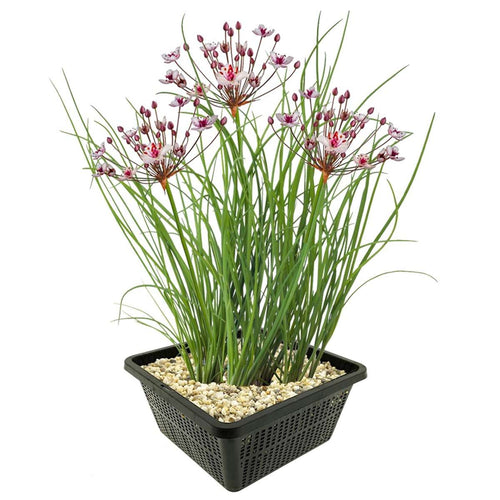 Zwanenbloem