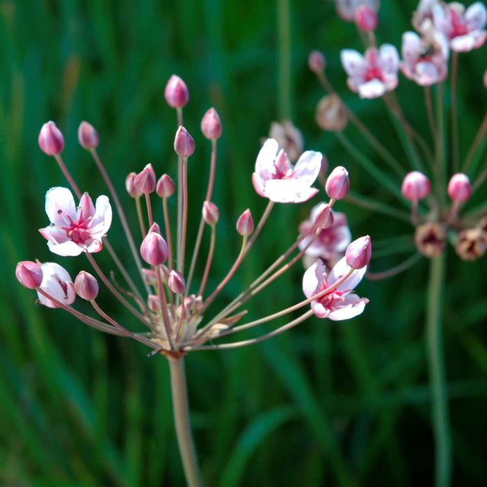 Zwanenbloem Vijverkrat