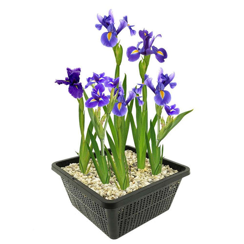 Blauwe Lis