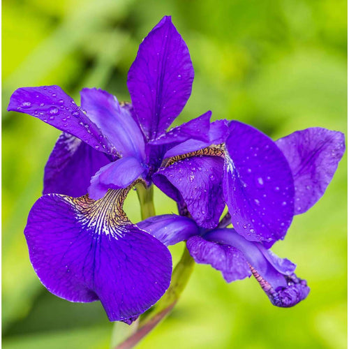 Blauwe Lis