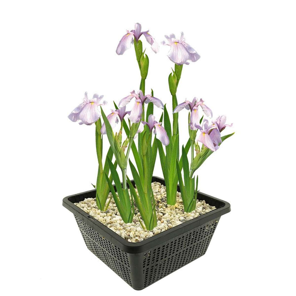 Roze Lis