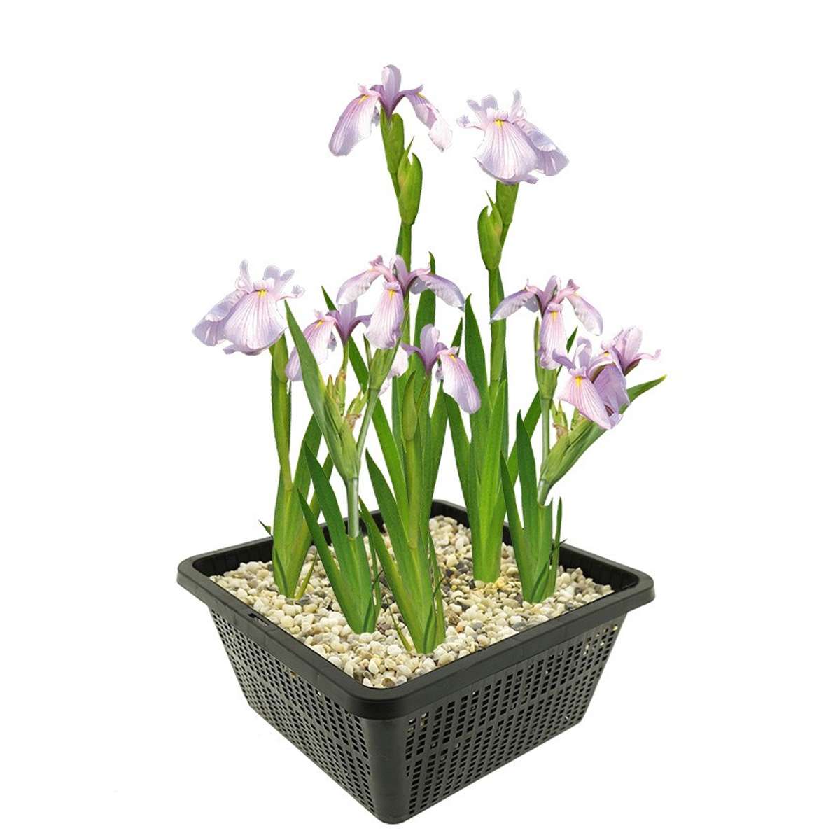 Roze Lis