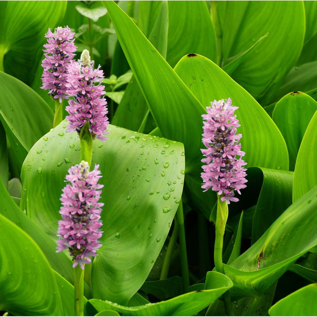 Roze Snoekkruid 3 manden