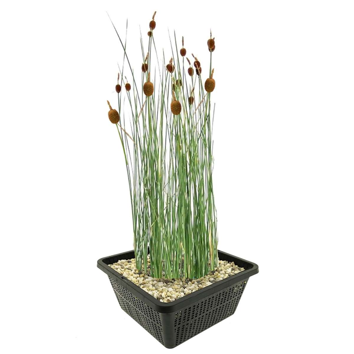 Dwerglisdodde