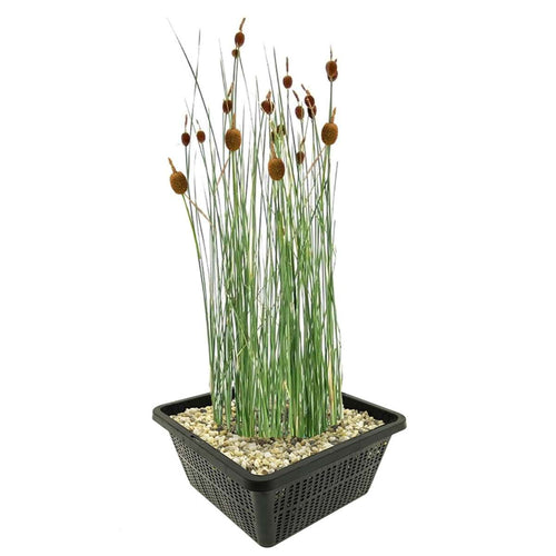 Dwerglisdodde