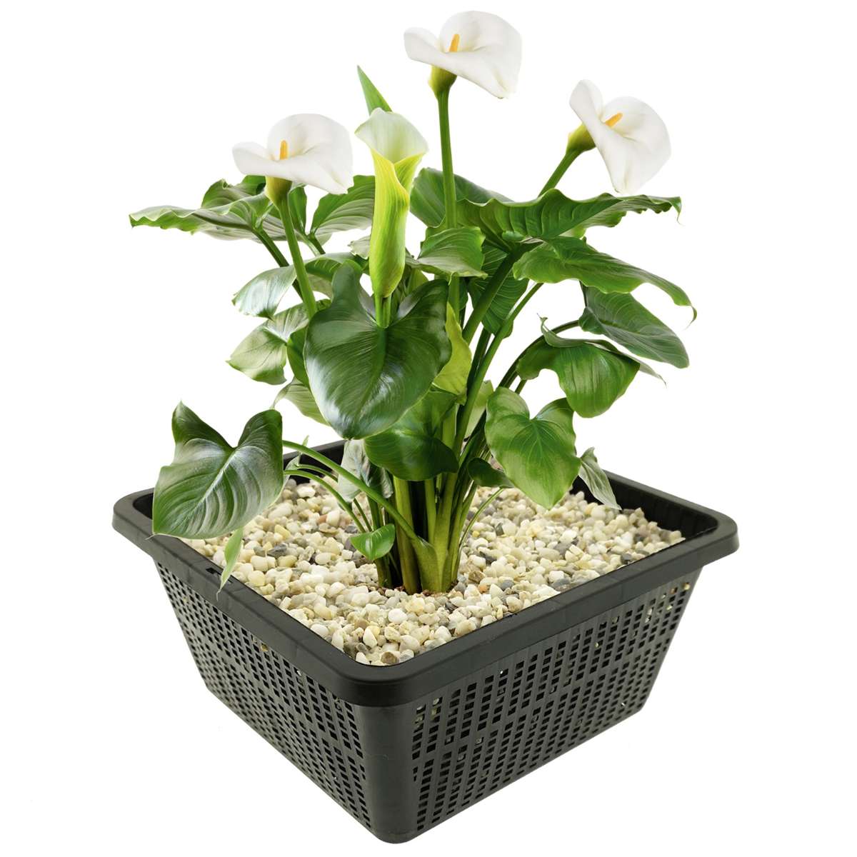 Aronskelk
