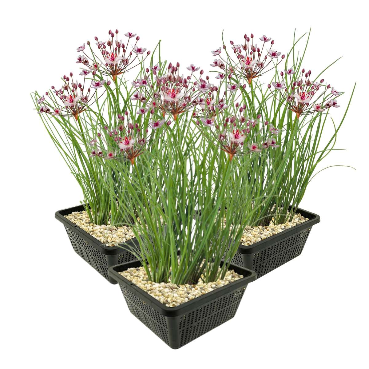 Zwanenbloem 3 manden