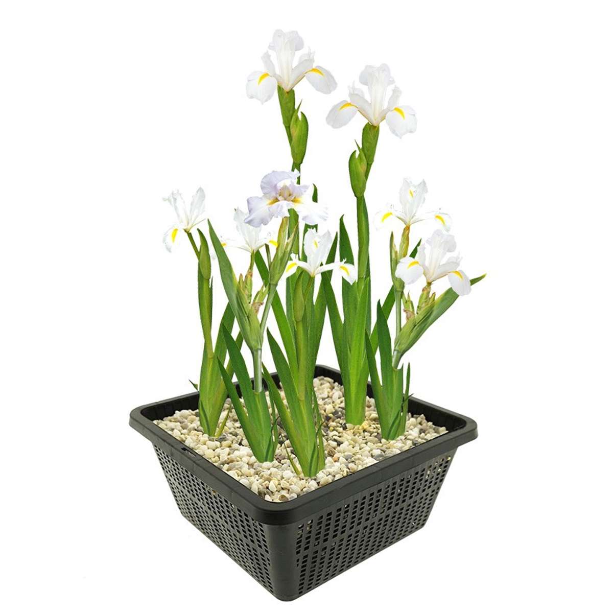 Witte Lis