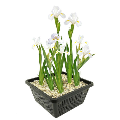 Witte Lis