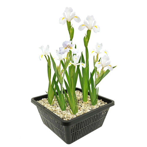 Witte Lis