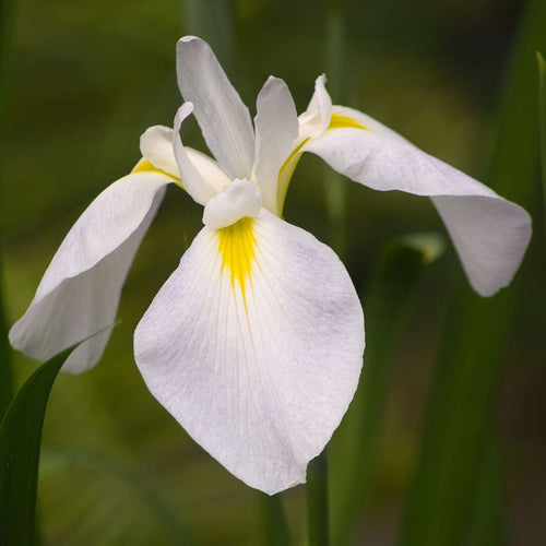 Witte Lis