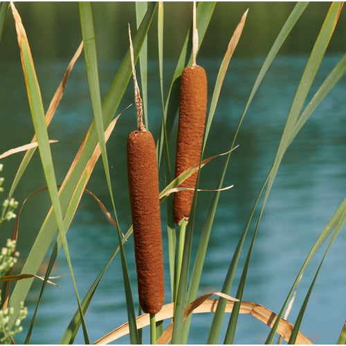 Grote Lisdodde
