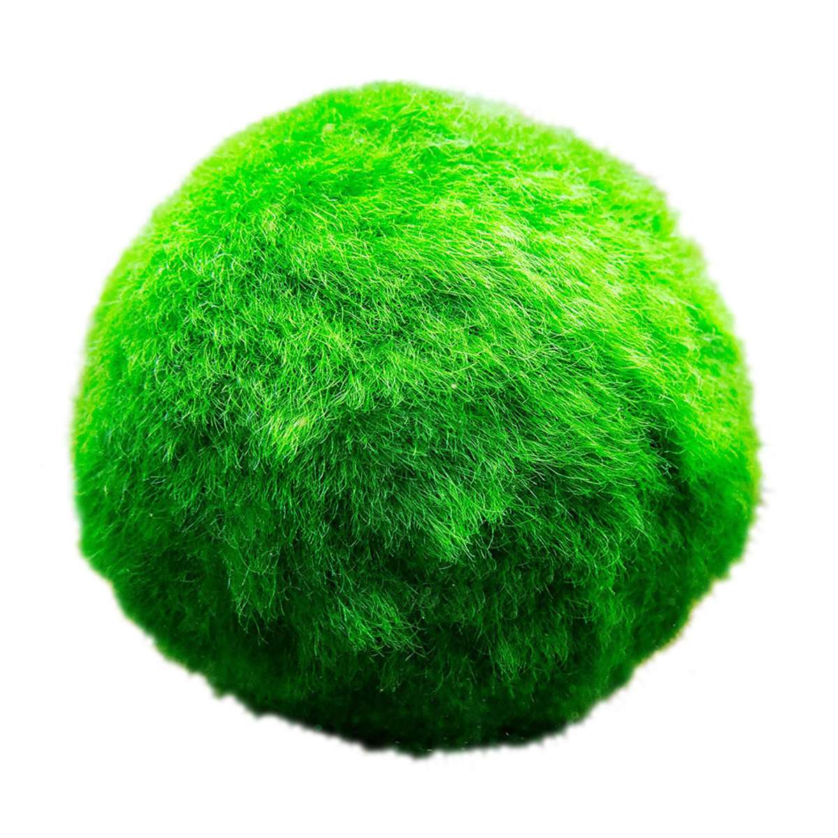 Mosballen 5 planten