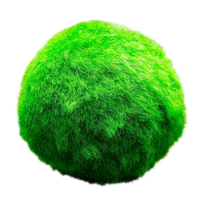 Mosballen 5 planten