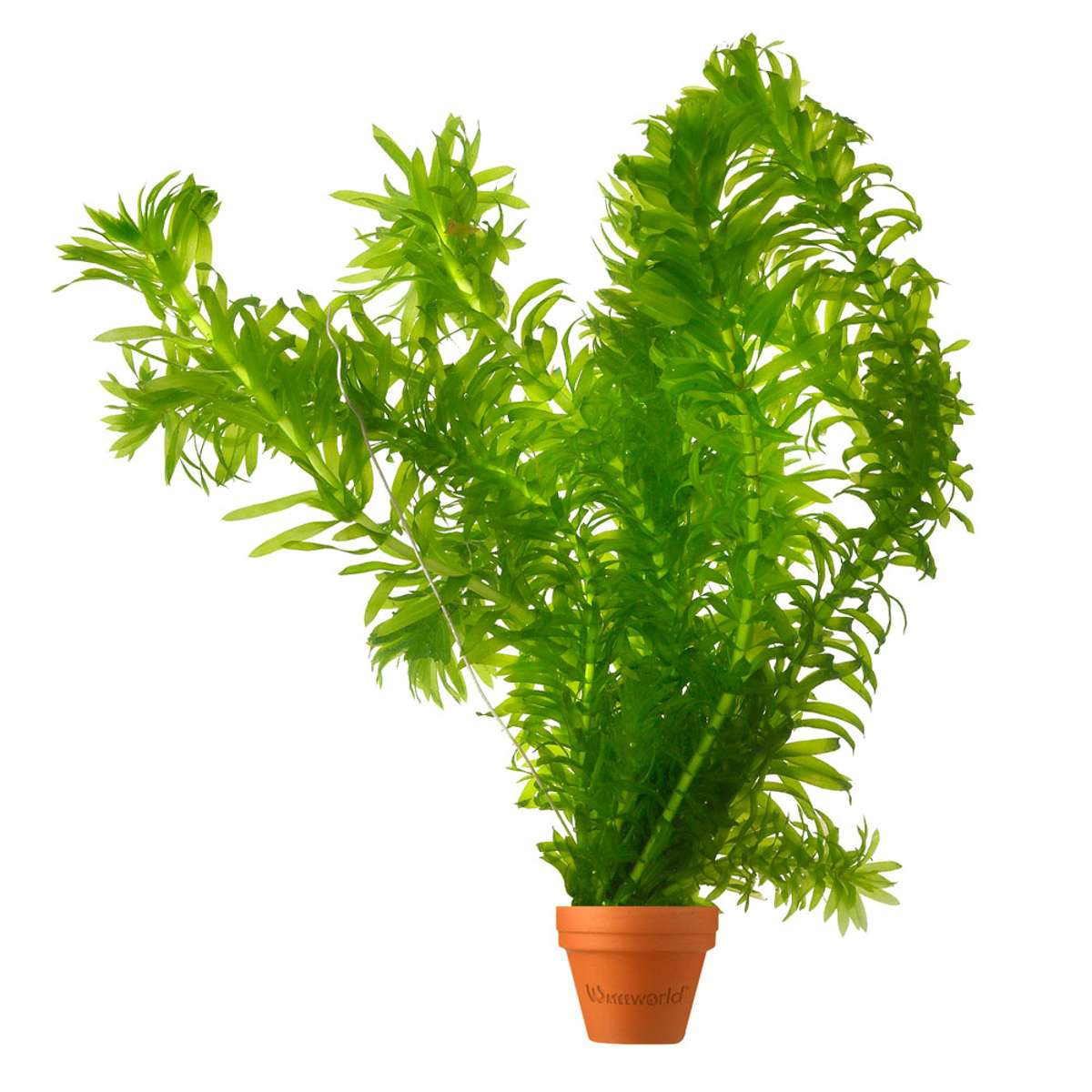 Waterpest 5 planten