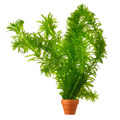 Waterpest 5 planten