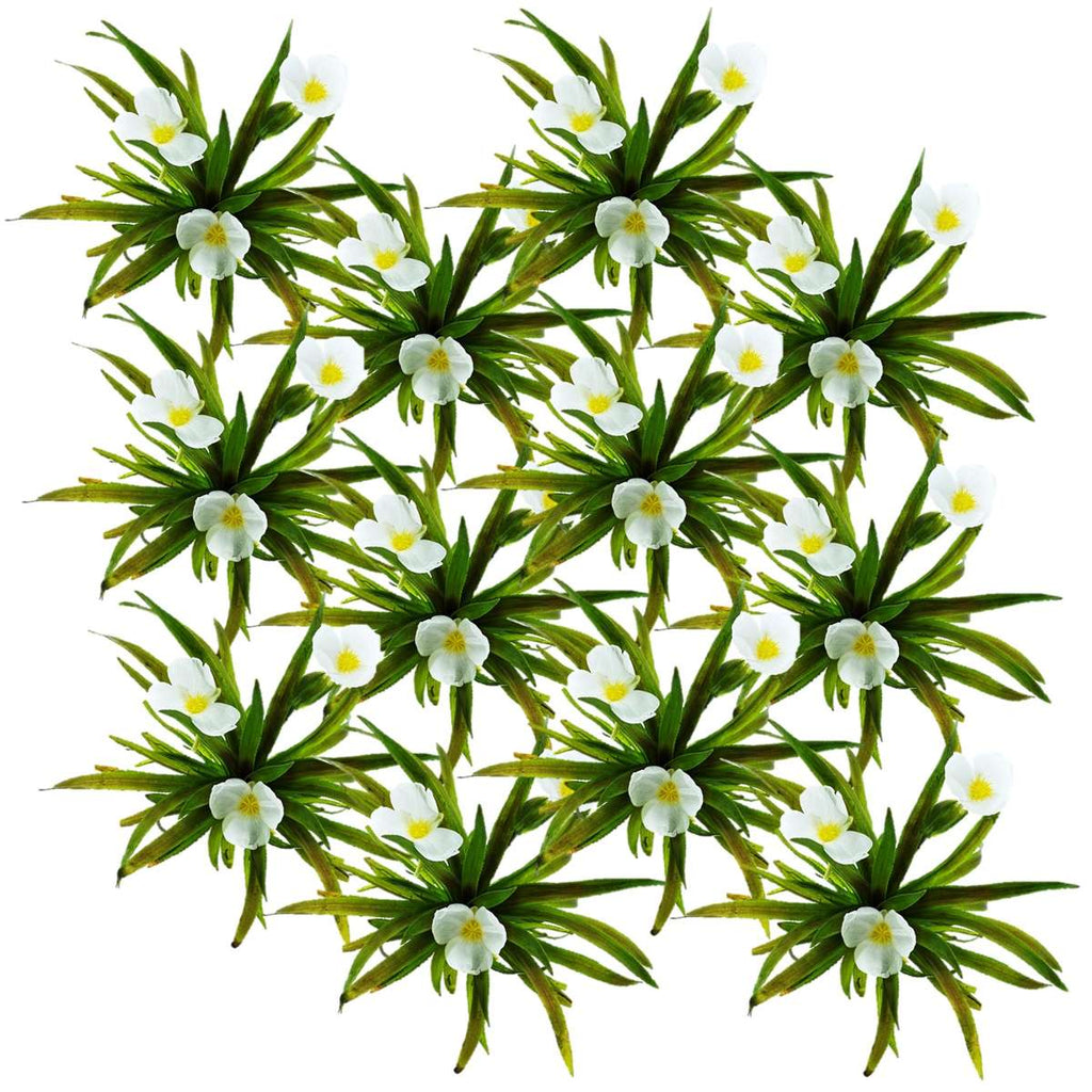 Krabbescheer 12 planten