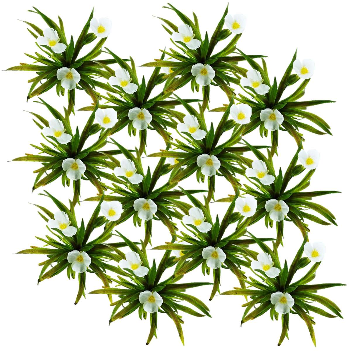 Krabbescheer 12 planten