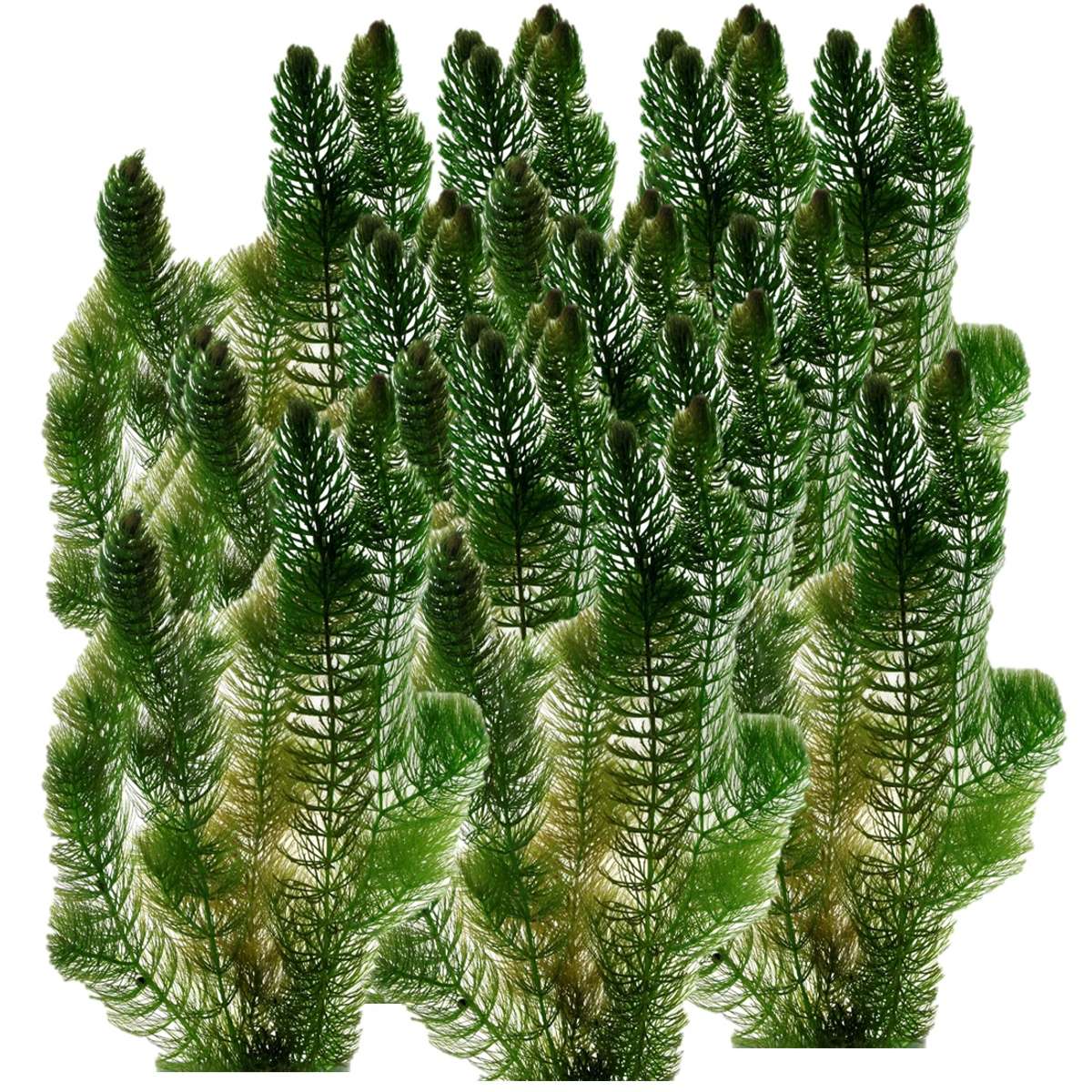 Hoornblad