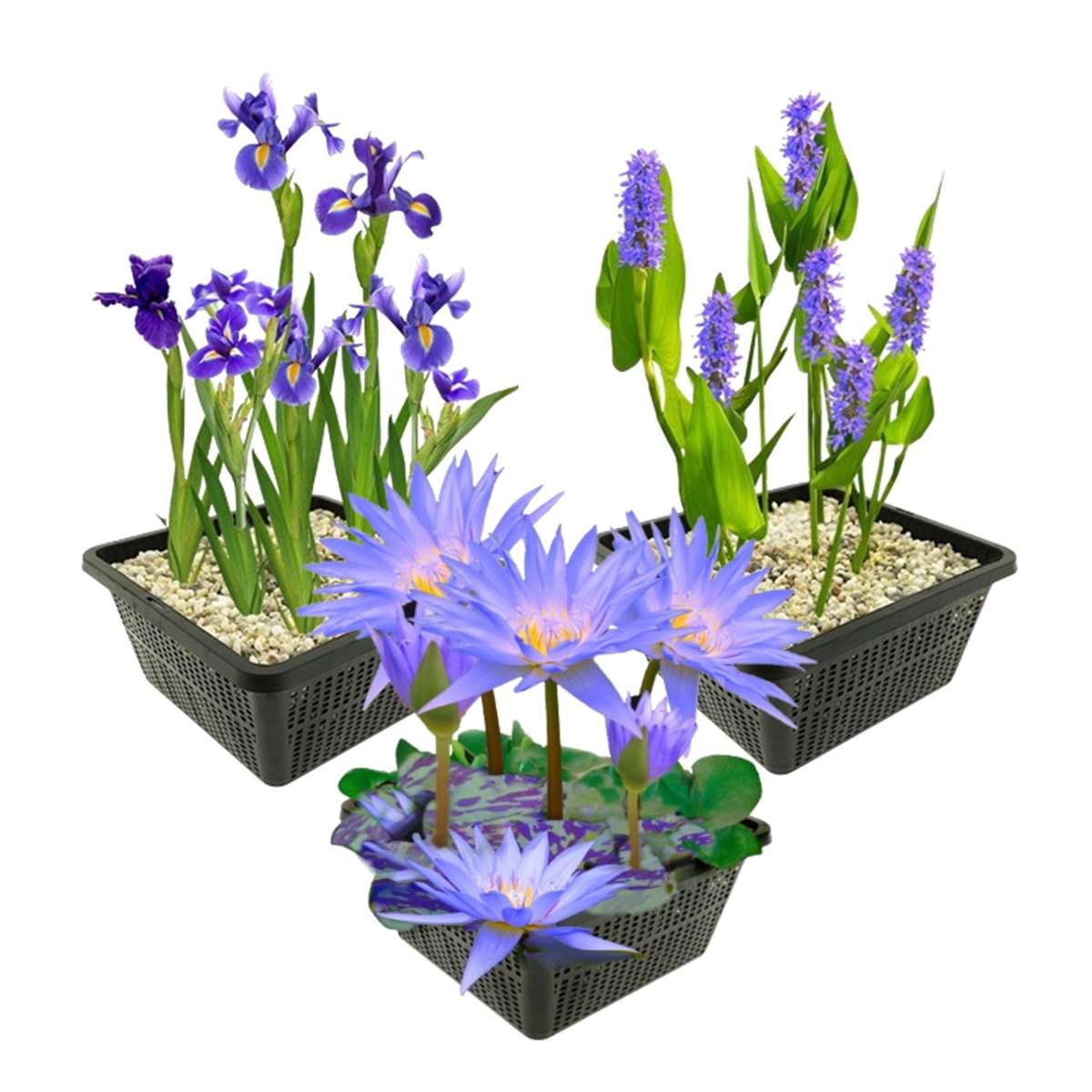 Blauwe Waterplanten