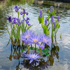 Blauwe Waterplanten