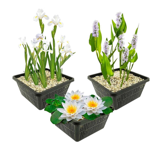 Witte Waterplanten