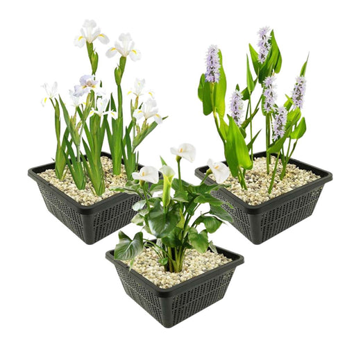 Witte Moerasplanten