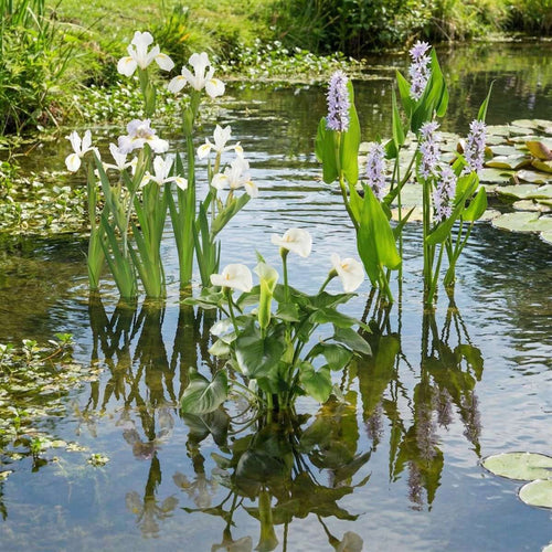 Witte Moerasplanten