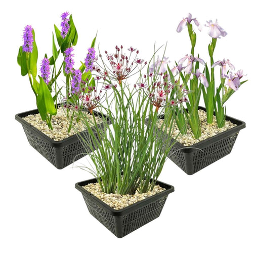 Roze Waterplanten