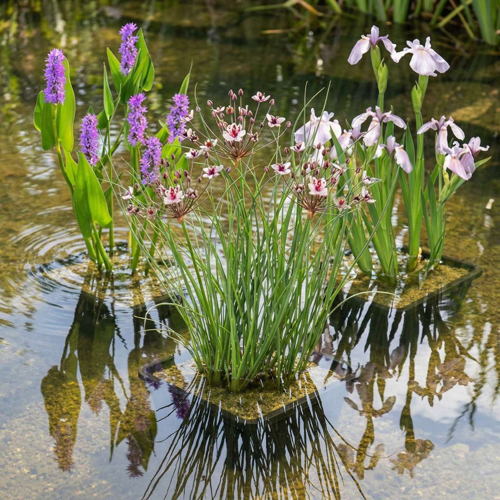 Roze Lis