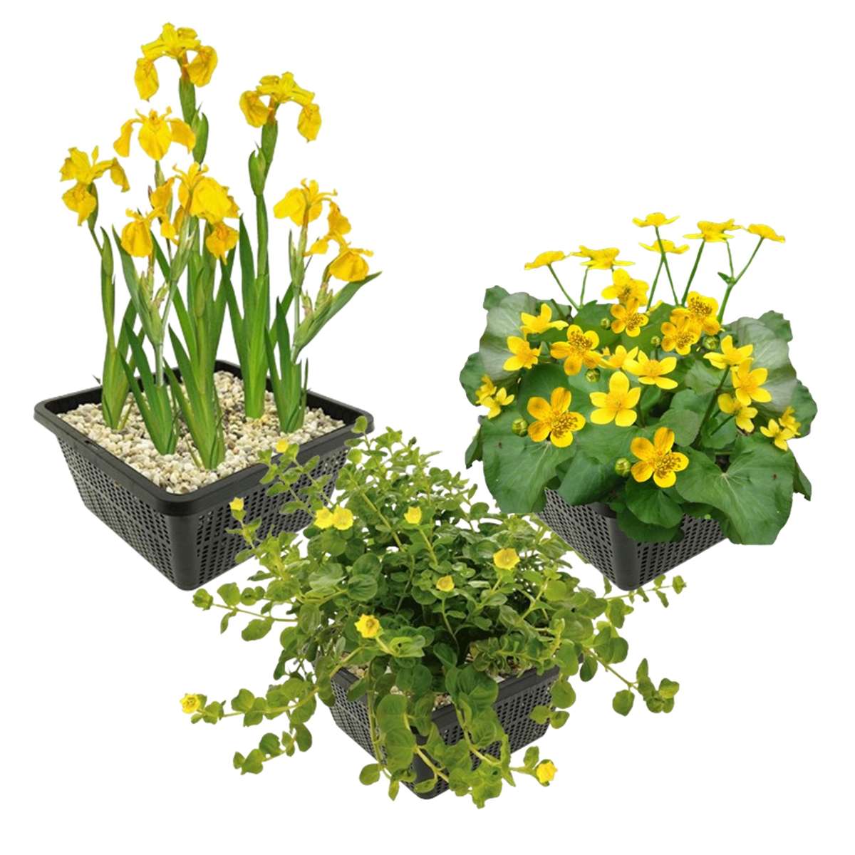 Gele Waterplanten