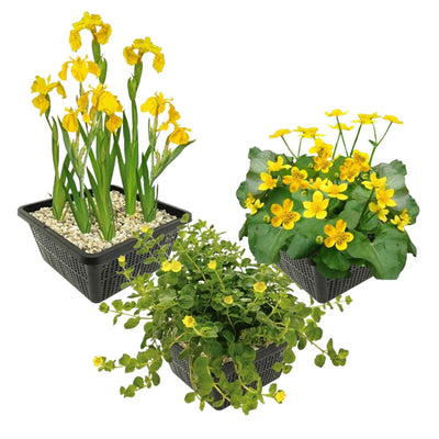 Gele Waterplanten