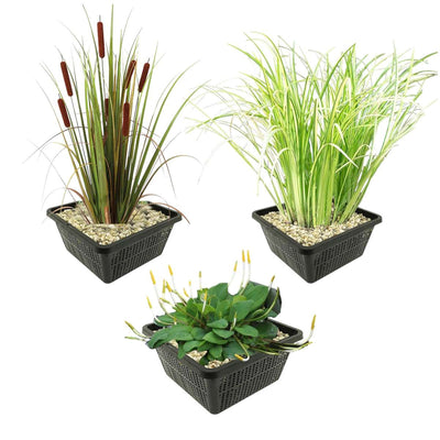 Set 3 Oeverplanten