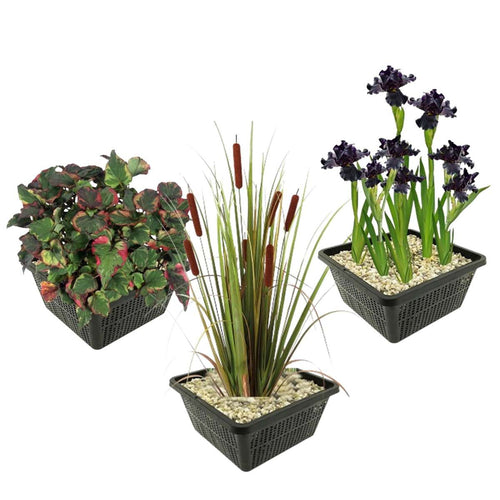 Donkere Waterplanten