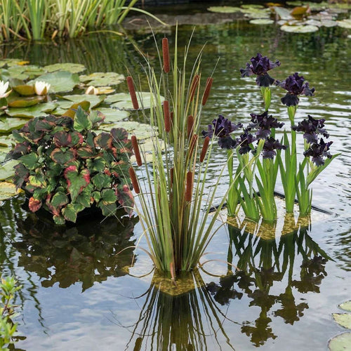 Donkere Waterplanten