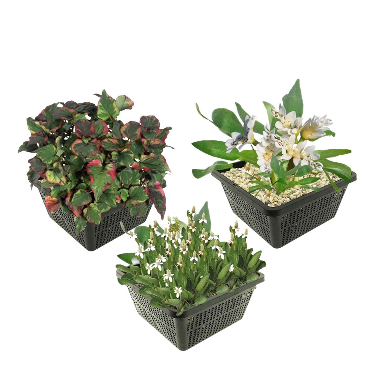 Tropische Waterplanten