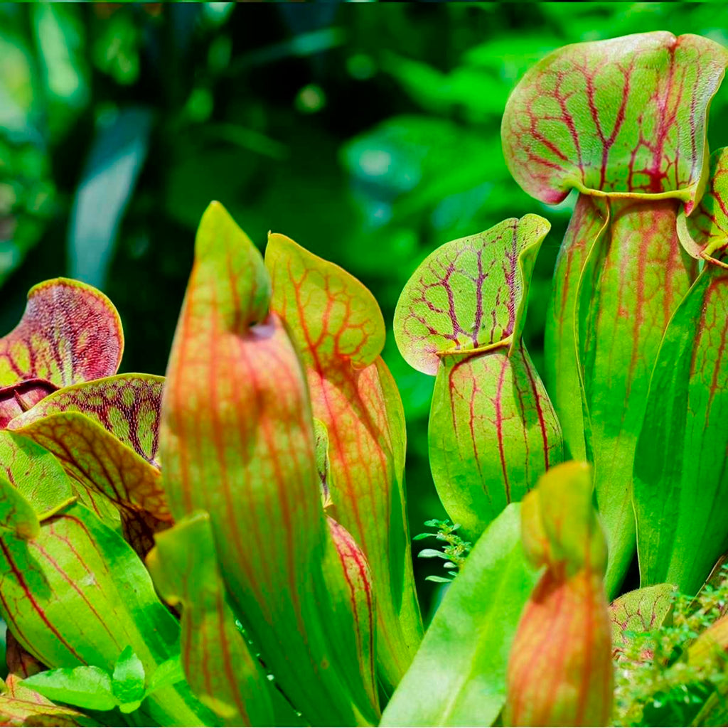 Vleesetende Planten 3 Sarracenia