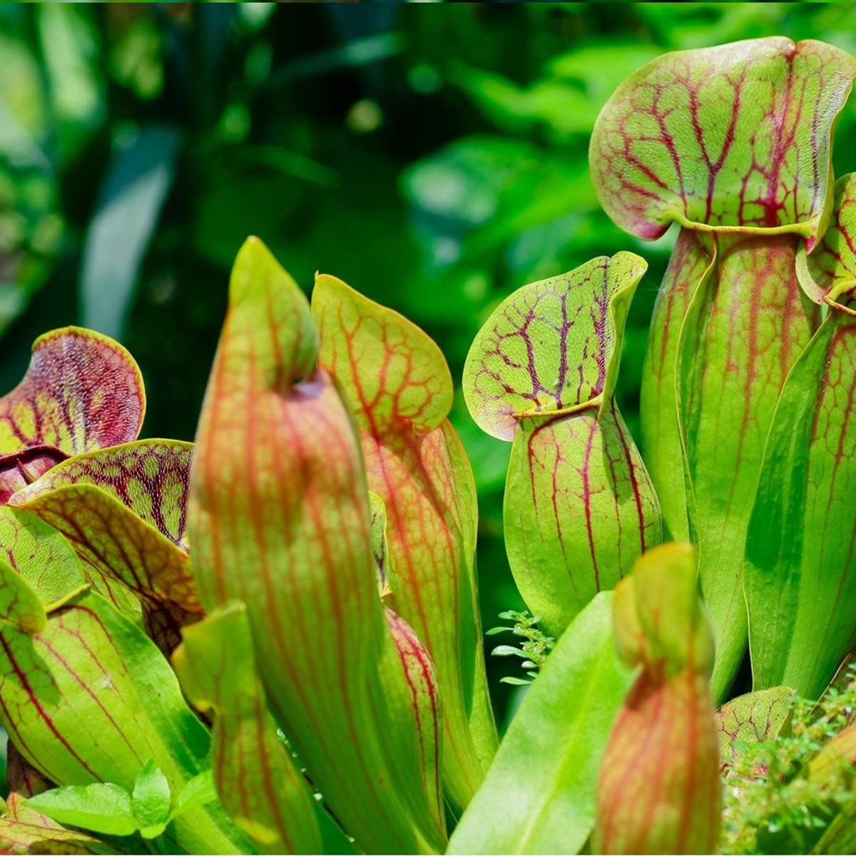 Vleesetende Planten 3 Sarracenia