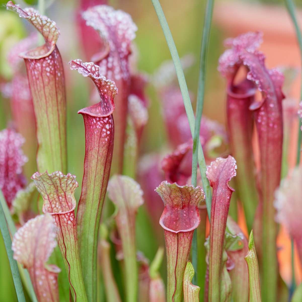 Vleesetende Planten 3 Sarracenia