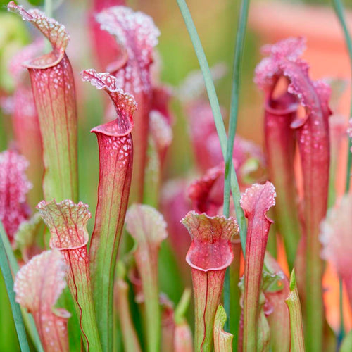 Vleesetende Planten 3 Sarracenia