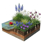 AQUA BULBS Bee Mix - Bijen Bloembollen